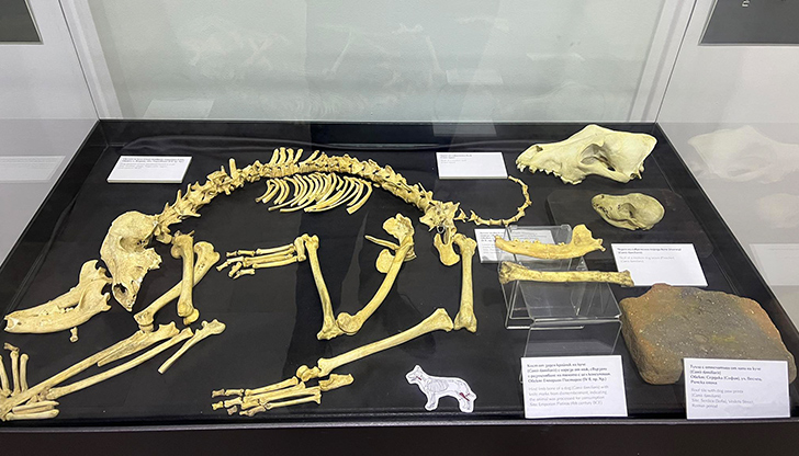 Изложбата разкрива ролята на четириногите като ловци, бойци и символ