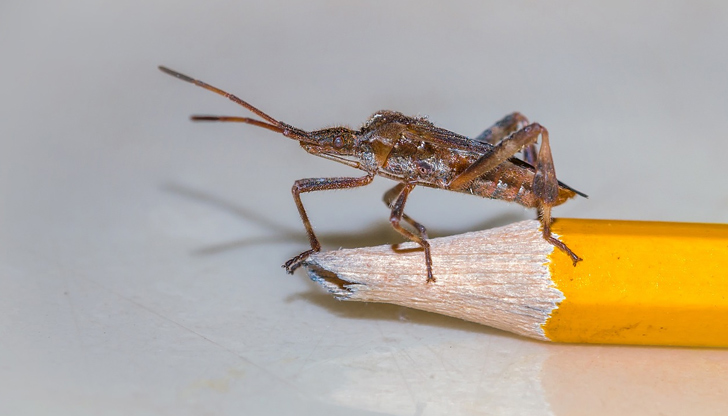 Вредителят, съчетан с климатичните промени, е довел до празни шишарки
