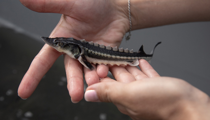 Абсурден български парадокс - есетрите в Дунав изчезват, докато износът