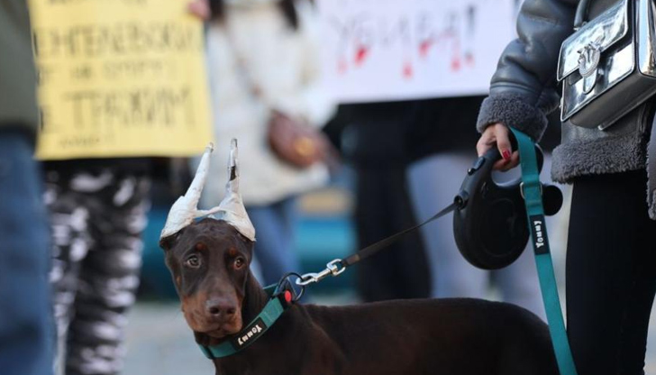 Протестиращи поискаха справедливост за убитото куче МаяГраждани се събраха на