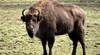 Румъния спасява последните европейски бизони