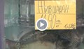 12 лева за килограм е цената на живия шаран в Русе