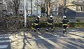 Силният вятър повали дървета и блокира пътища в Пловдивско