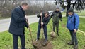 Засаждат 70 нови чинара по булевард "България"