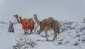 В Саудитска Арабия заваля сняг