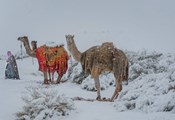 В Саудитска Арабия заваля сняг