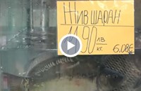 12 лева за килограм е цената на живия шаран в Русе