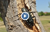 Масово нашествие на Черна златка фалира фермери