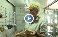 Семейство отглежда екзотични гъби в Поликраище