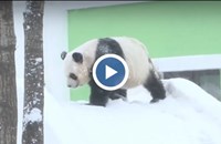 Панди си направиха зимно парти на минус 20 градуса