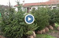 Цените на коледните елхи достигат 700 лева