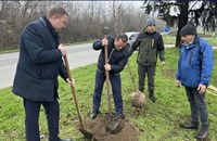 Засаждат 70 нови чинара по булевард "България"
