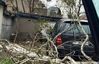 Дърво падна върху паркирани коли в квартал "Здравец"