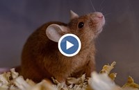 Мишка роди здрави малки след мисия в Космоса