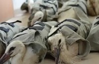 "Зелени Балкани" изпрати 17 щъркела с увреждания в Италия