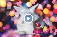 Пиротехниката на Нова година е опасна както за дивите, така и за домашните животни