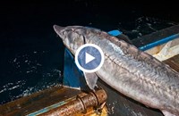 Рибари уловиха 150-килограмова есетра край Бяла