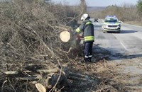 Паднали дървета блокираха пътя Русе - София