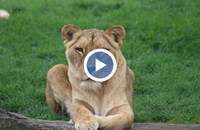 Лъвица уби 19-годишен младеж, влязъл в клетката ѝ