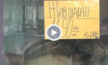 12 лева за килограм е цената на живия шаран в Русе