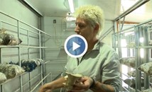 Семейство отглежда екзотични гъби в Поликраище