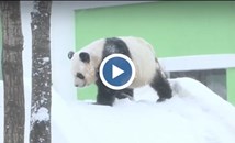 Панди си направиха зимно парти на минус 20 градуса