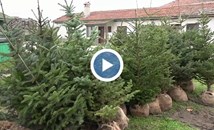 Цените на коледните елхи достигат 700 лева