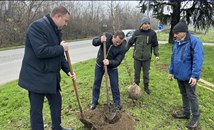 Засаждат 70 нови чинара по булевард "България"