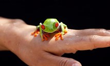 Китайка разви рядка белодробна инфекция след консумация на сурови жаби