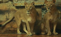 Български учени: Лъвове са атакували хора край Бургас преди 6000 години