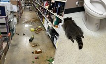 Пиян енот вилня в магазин и заспа в тоалетната