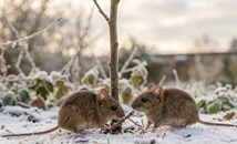 Лесни трикове за прогонване на гризачите