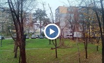 Бурният вятър повали дървета в Русе, Пловдив и Бургас