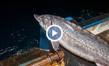 Рибари уловиха 150-килограмова есетра край Бяла