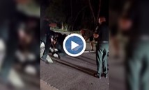 4-метров алигатор блокира улица във Флорида