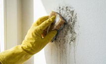 Методи за премахване на мухъла от дома