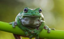 Бактерия от жаба елиминира ракови тумори