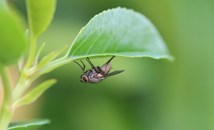 Британски учен: Без мушици няма да има шоколад
