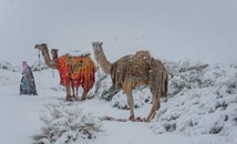 В Саудитска Арабия заваля сняг