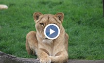 Лъвица уби 19-годишен младеж, влязъл в клетката ѝ