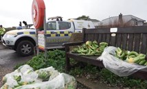 Морето изхвърли хиляди банани на плаж в Съсекс