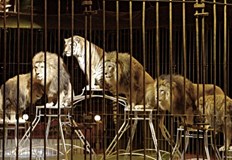 Напрежение и полицейски сирени белязаха празничната вечер в ГерманияКоледната премиера