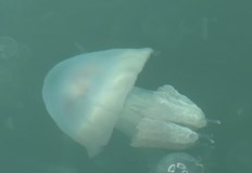 Явлението е обичайно за сезона и не крие сериозни рискове