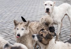 Полицията установи собственичката на животните образуваха досъдебно производствоВъзрастна жена пострада