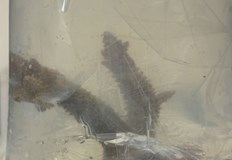 Пет екзотични екземпляра са пътували незаконно от Турция за Северна