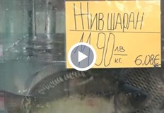 Според търговците няма разлика в цените на рибите в сравнение