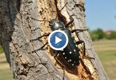 Над 200 000 декара са застрашени от изсъхване Хасково е