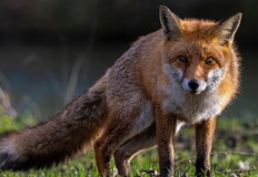 Президентът Карол Навроцки подписа указ за пълно затваряне на индустрията