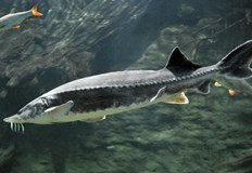 Мярката влиза в сила от 1 януари 2026 година и