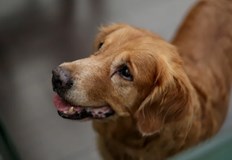 Промените в наредбата са на етап обществено обсъждане до 17